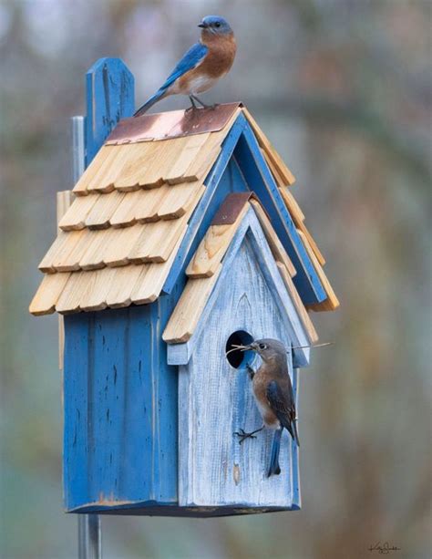 does a bluebird house need metal around the opending|bluebird house interior colors.